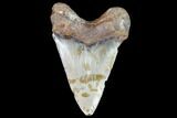 Fossil Megalodon Tooth - North Carolina #104995-2